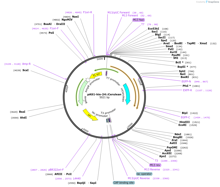 124323-plasmid-map-sequence-id-241693