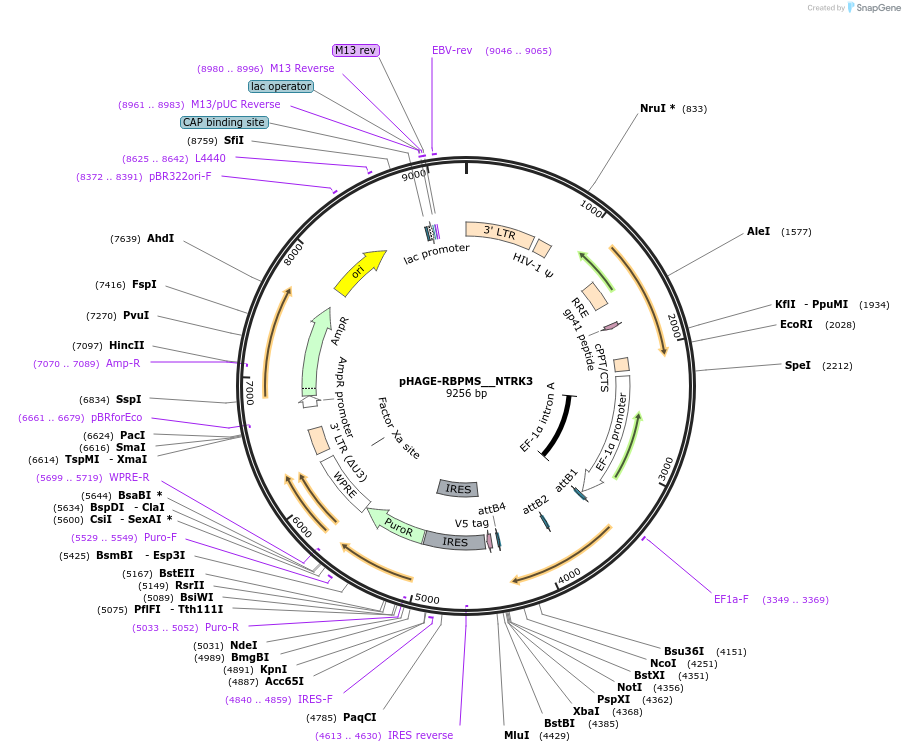 241707_map