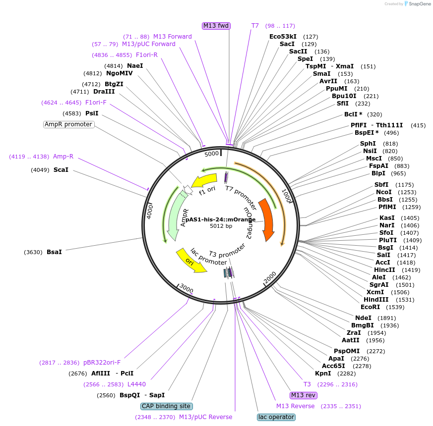 124325-plasmid-map-sequence-id-241712