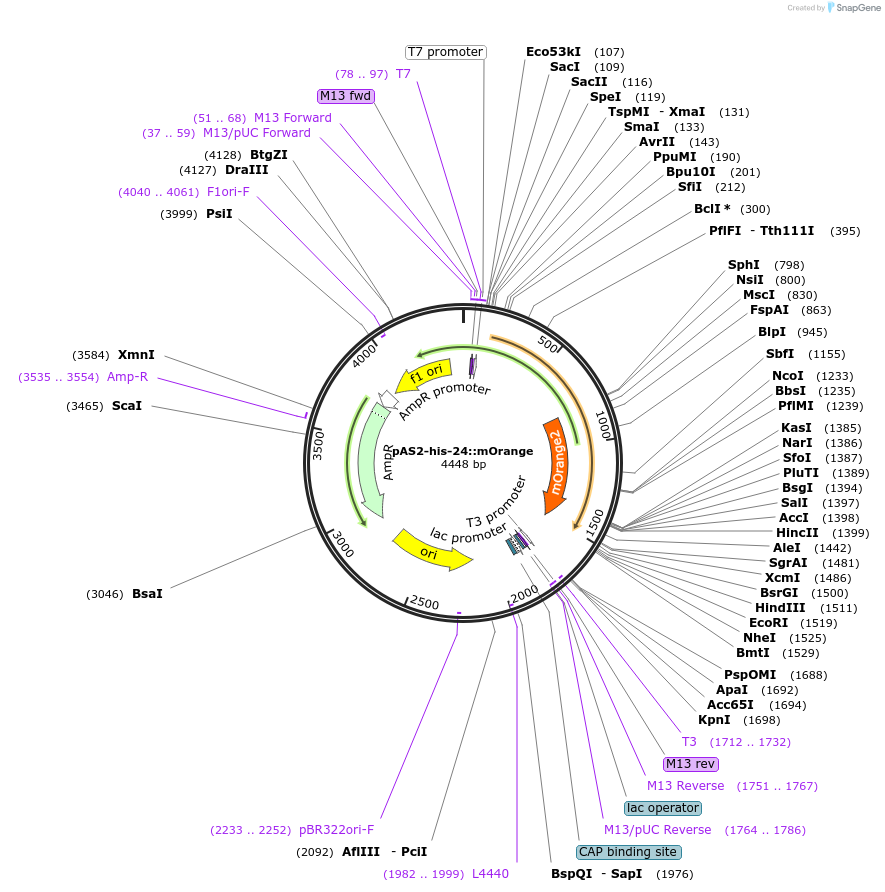 124326-plasmid-map-sequence-id-241714