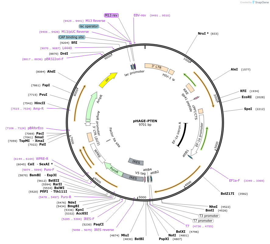 116780-plasmid-map-sequence-id-241718