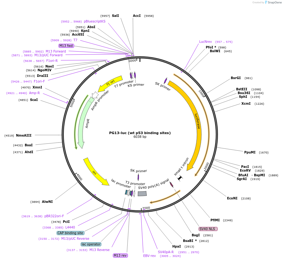 16442-plasmid-map-sequence-id-241761