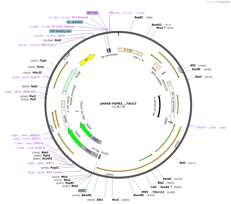 116818-plasmid-map-sequence-id-241762