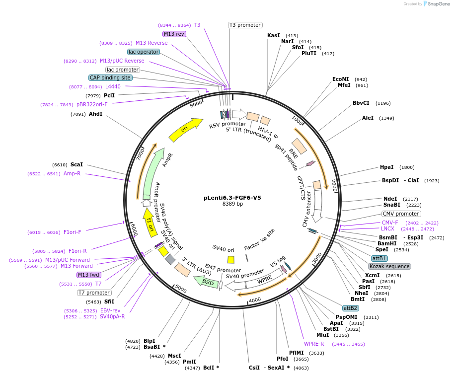 124090-plasmid-map-sequence-id-241765