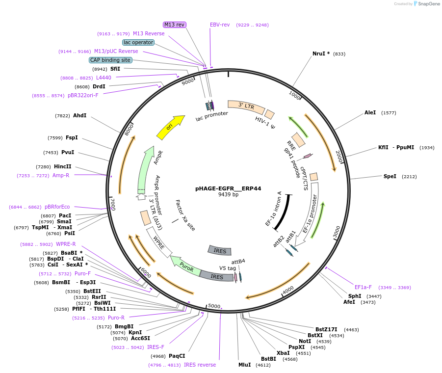 116815-plasmid-map-sequence-id-241769