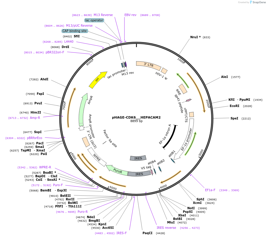 116812-plasmid-map-sequence-id-241772