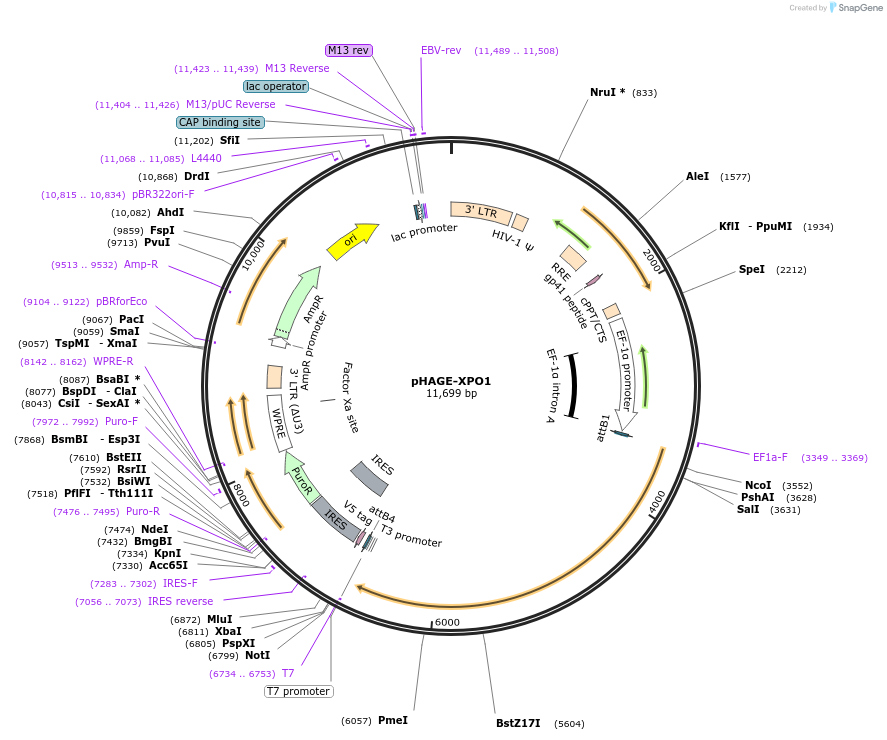 116804-plasmid-map-sequence-id-241778
