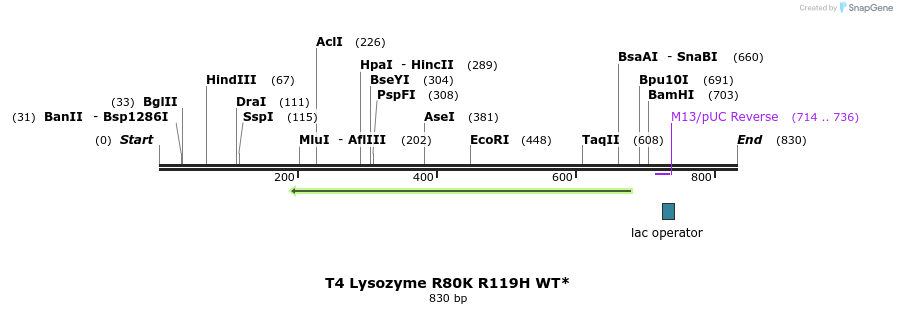 24181_map