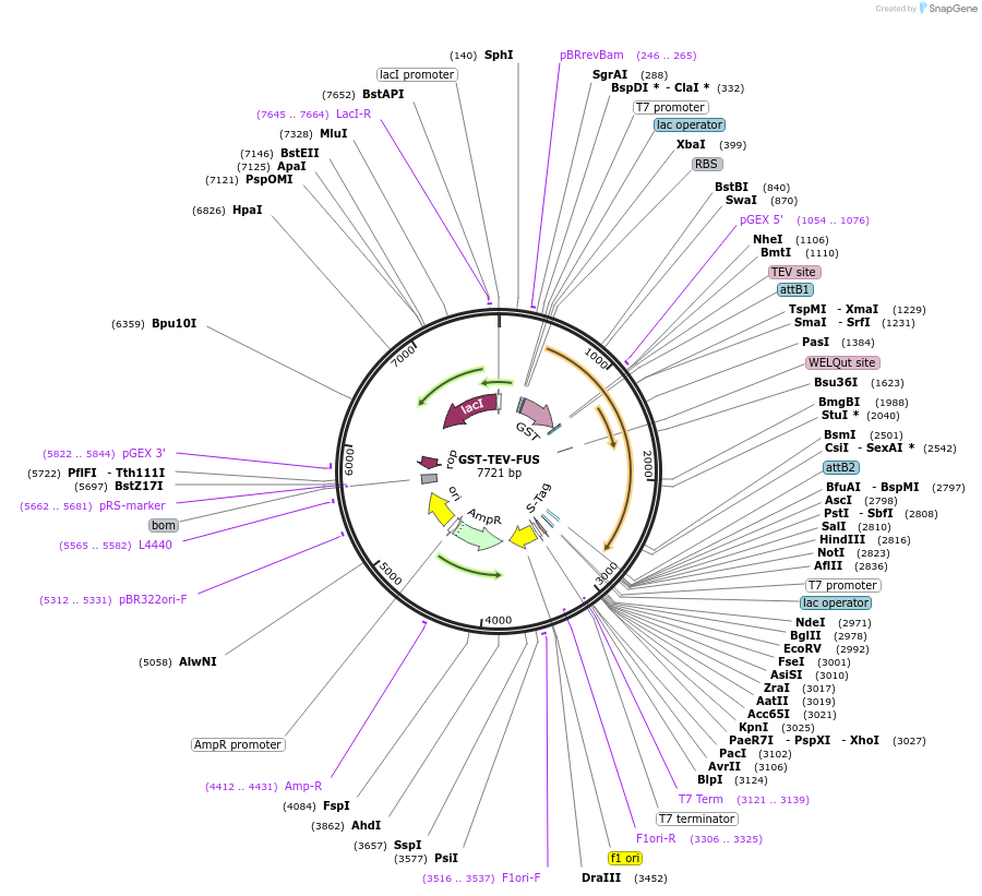 29629-plasmid-map-sequence-id-241907