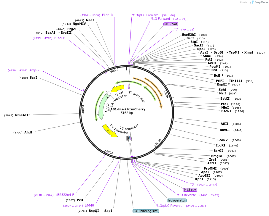 124327-plasmid-map-sequence-id-241908