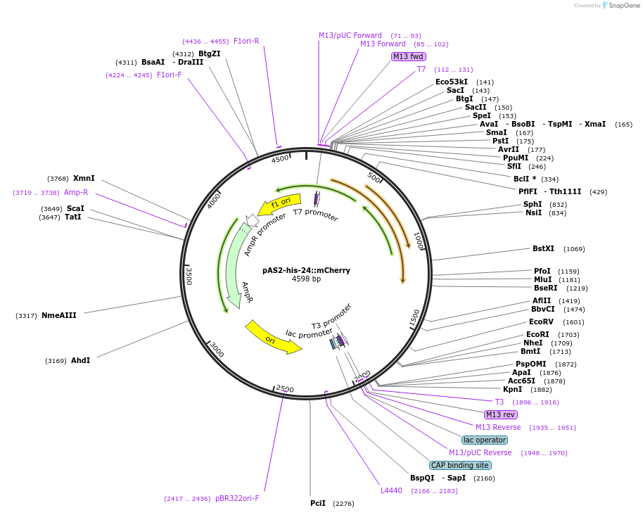 124328-plasmid-map-sequence-id-241909