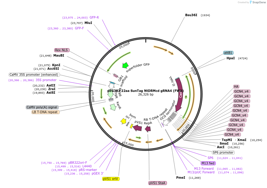 115486-plasmid-map-sequence-id-241911