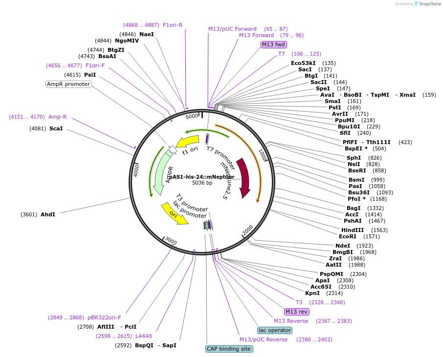 124331-plasmid-map-sequence-id-241915