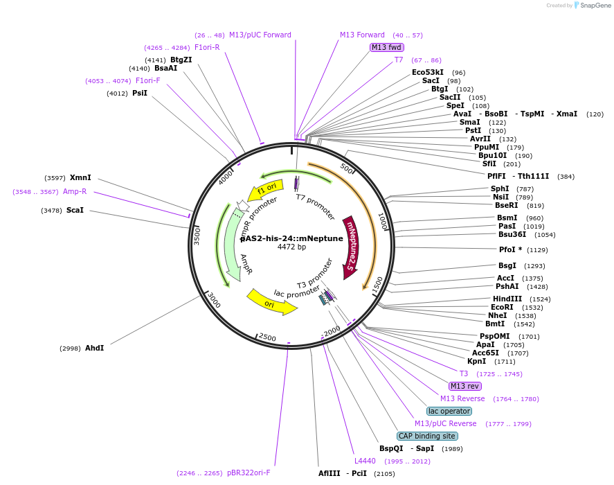 124332-plasmid-map-sequence-id-241916