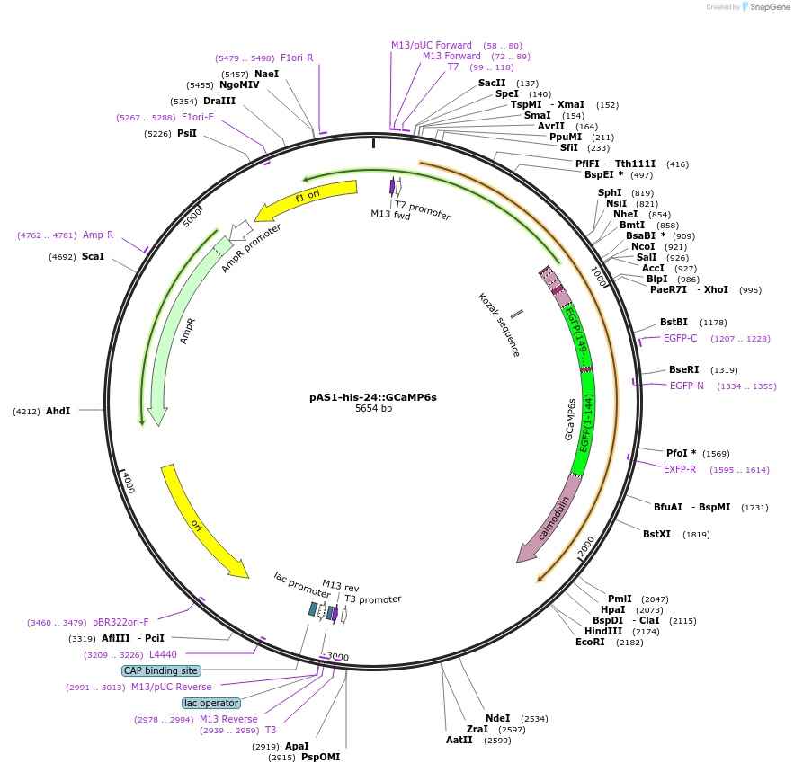 124333-plasmid-map-sequence-id-241917