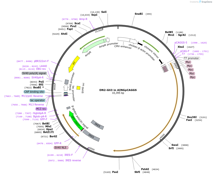 121969-plasmid-map-sequence-id-241919