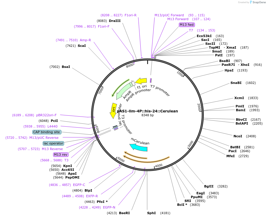 124336-plasmid-map-sequence-id-241923