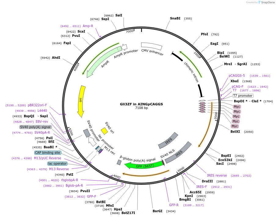 121972-plasmid-map-sequence-id-241924