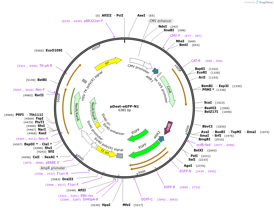 31796-plasmid-map-sequence-id-241927