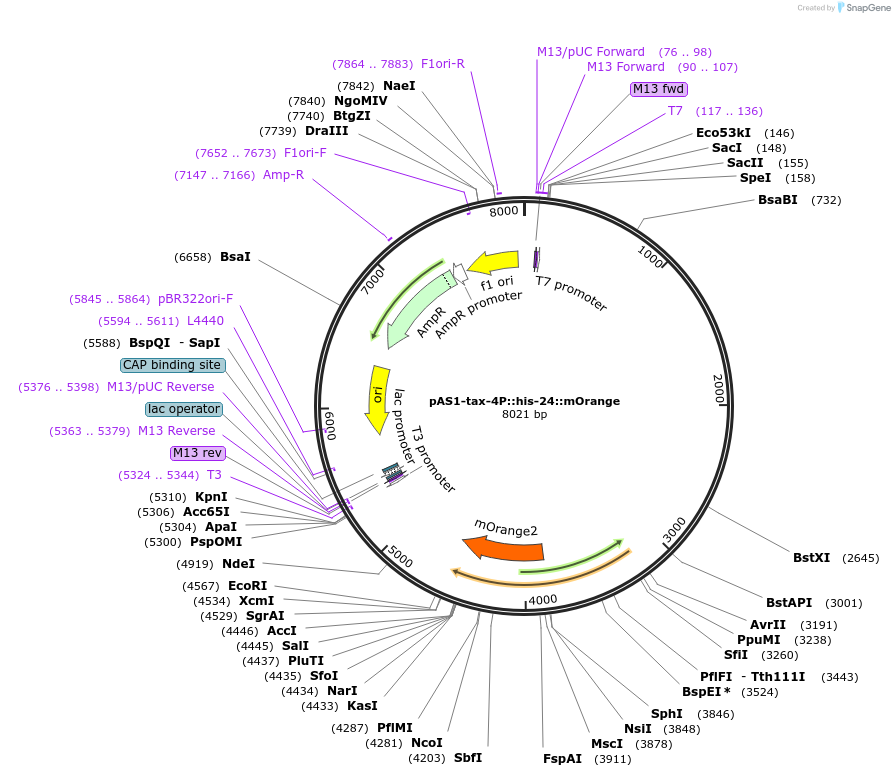 124340-plasmid-map-sequence-id-241933