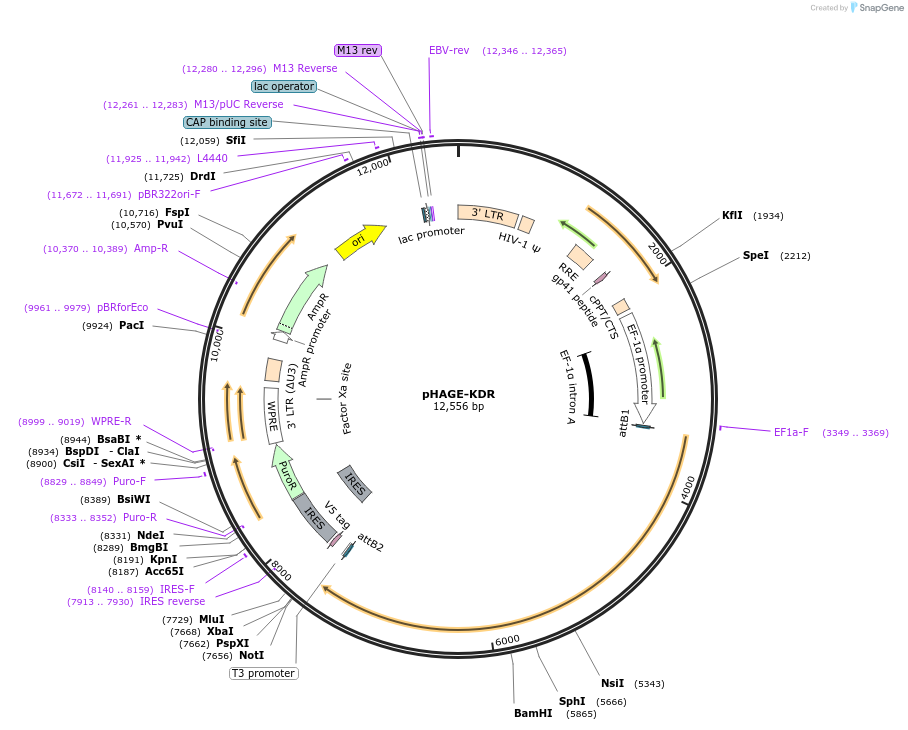 116754-plasmid-map-sequence-id-241934
