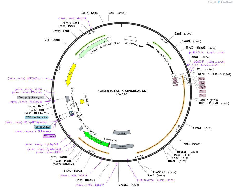 121973-plasmid-map-sequence-id-241936