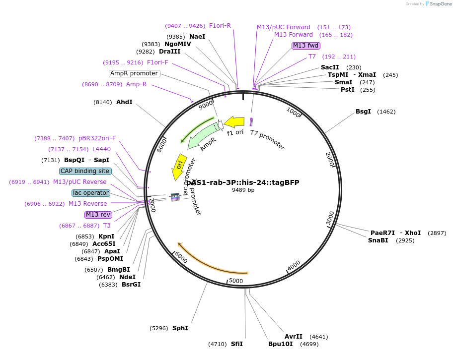 124343-plasmid-map-sequence-id-241938