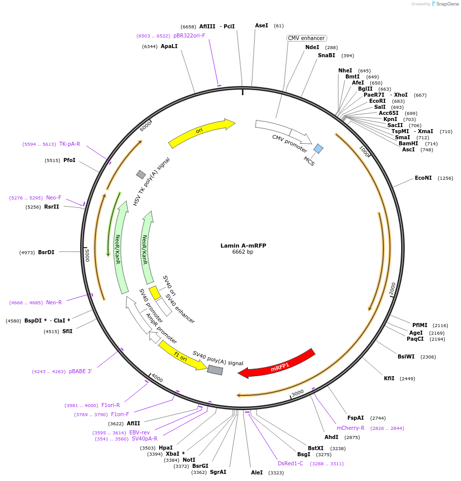 124268-plasmid-map-sequence-id-241940