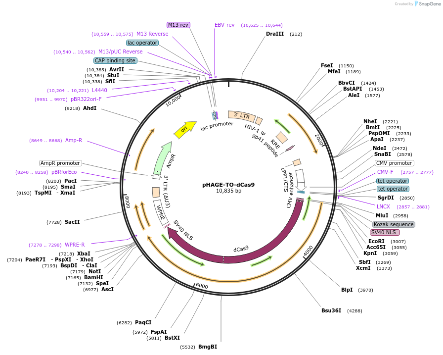 75381-plasmid-map-sequence-id-241942