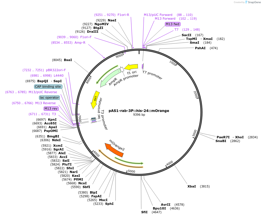124346-plasmid-map-sequence-id-241953