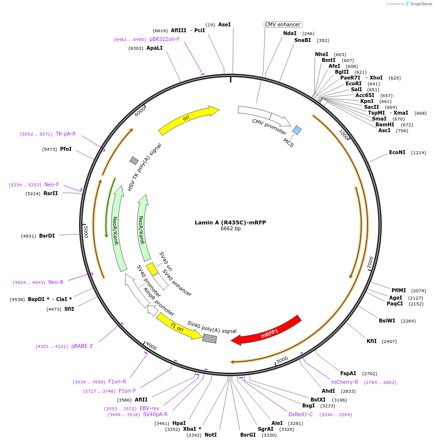 124274-plasmid-map-sequence-id-241955