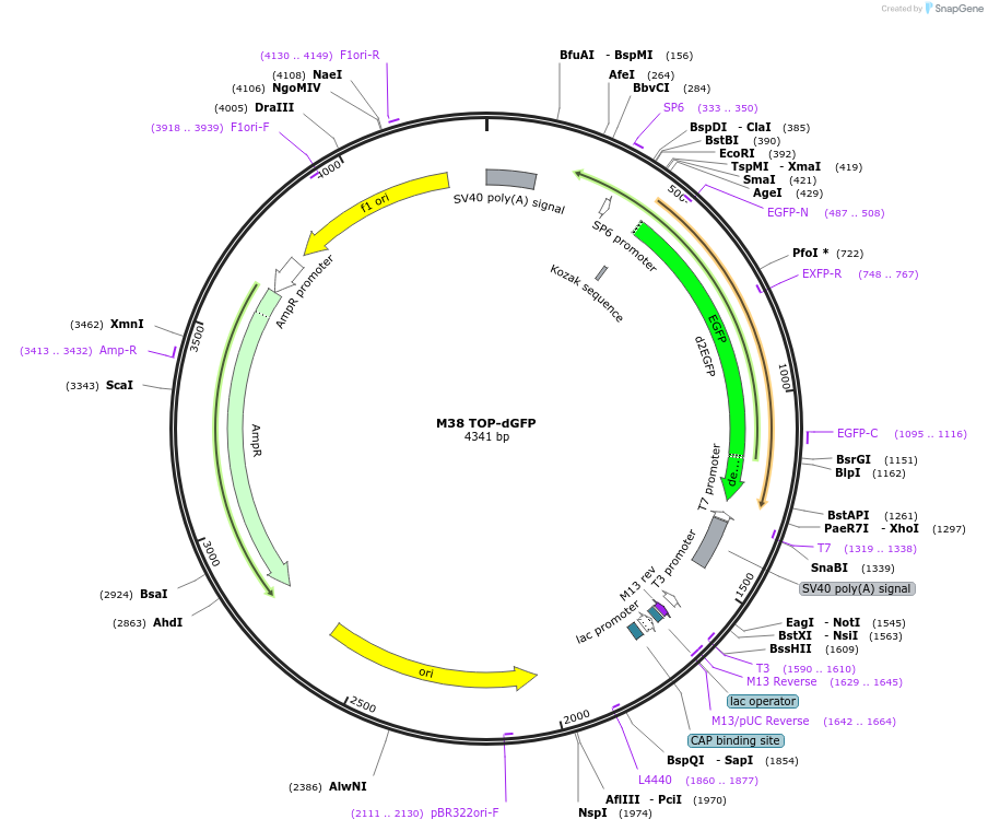 17114-plasmid-map-sequence-id-241972