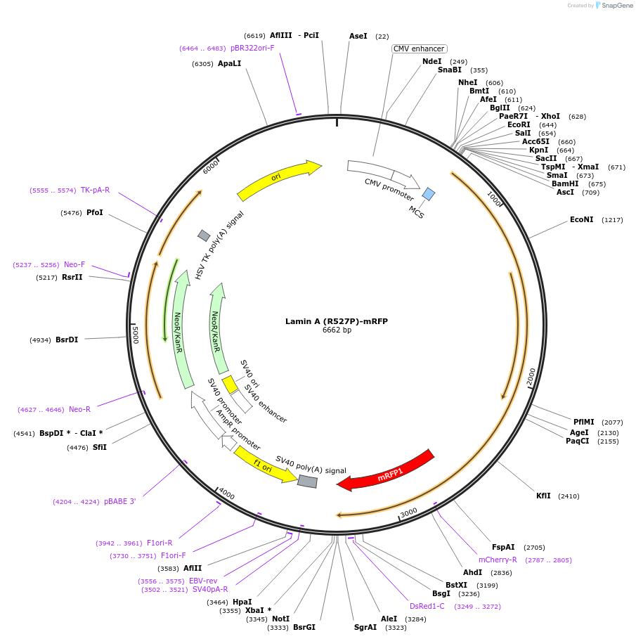 124272-plasmid-map-sequence-id-241977