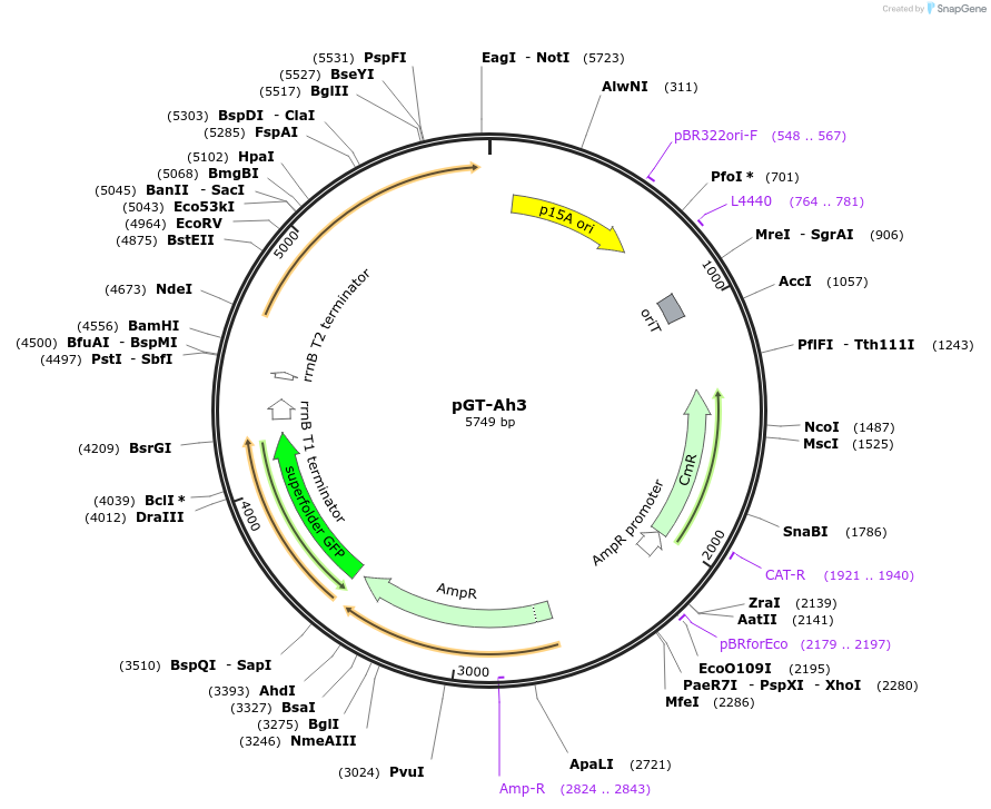 122570-plasmid-map-sequence-id-241981