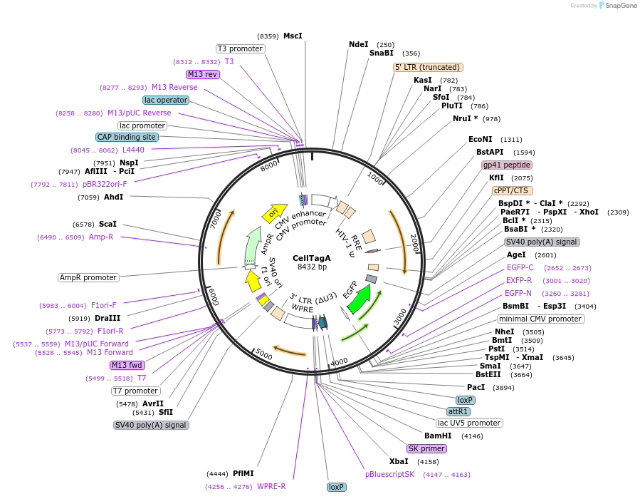 124591-plasmid-map-sequence-id-241984