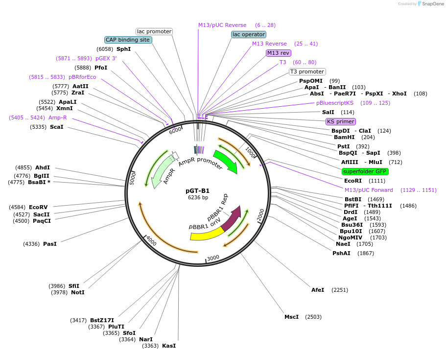122579-plasmid-map-sequence-id-241988