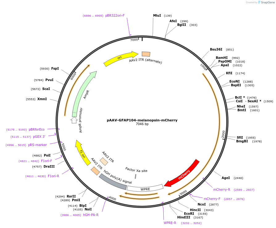 122630-plasmid-map-sequence-id-241995