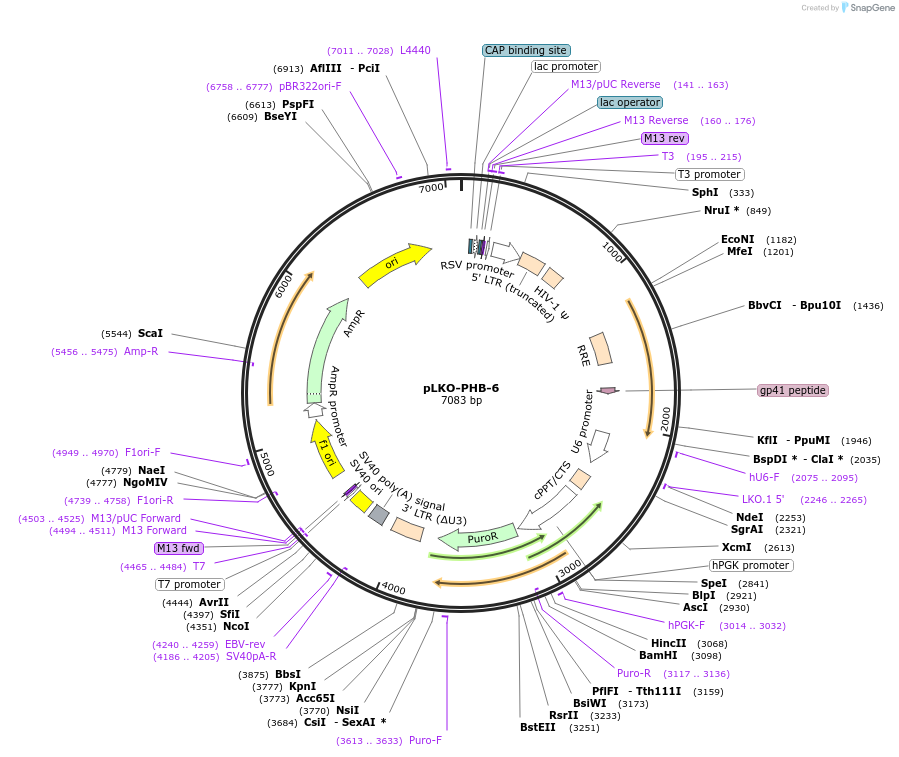 122232-plasmid-map-sequence-id-241997
