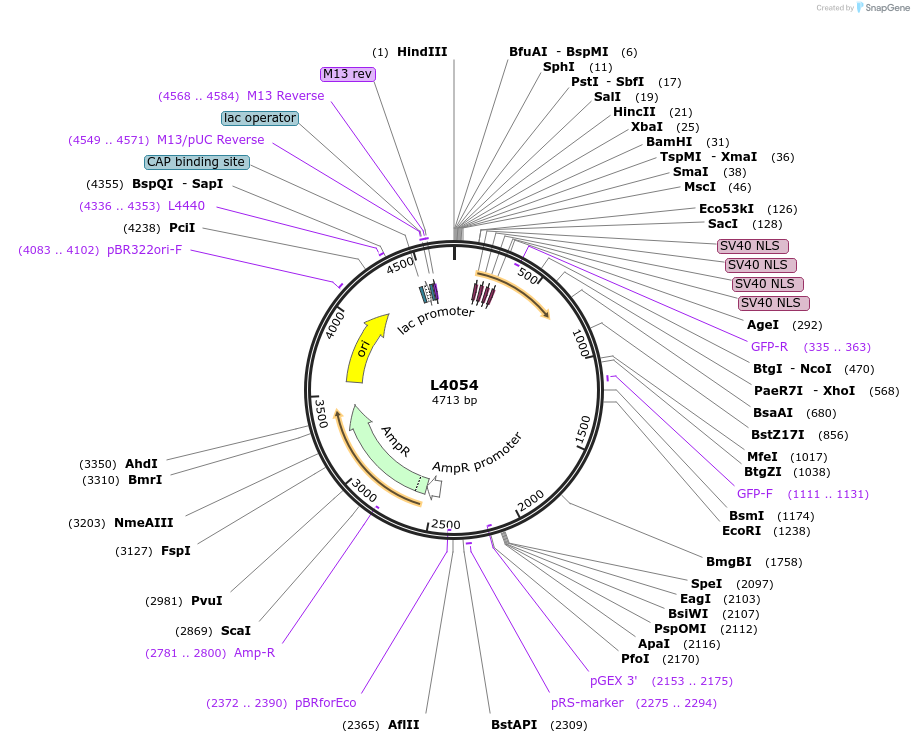 1632-plasmid-map-sequence-id-242