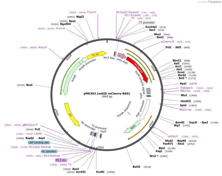 121194-plasmid-map-sequence-id-242002