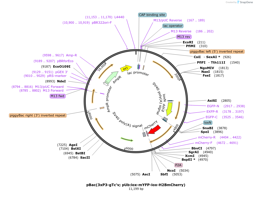 119064-plasmid-map-sequence-id-242004