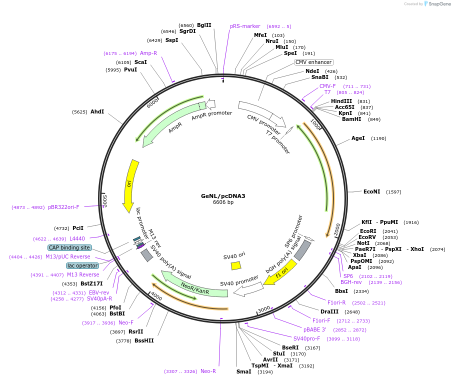 85200-plasmid-map-sequence-id-242006