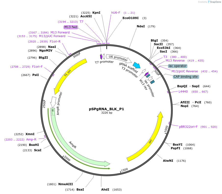 124455-plasmid-map-sequence-id-242008
