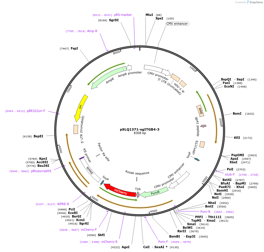 121536-plasmid-map-sequence-id-242009