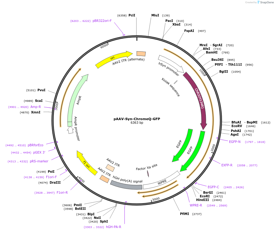 123317-plasmid-map-sequence-id-242019