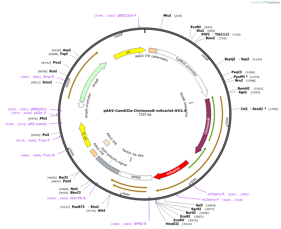 124651-plasmid-map-sequence-id-242020