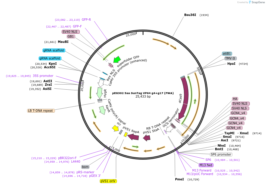 119672-plasmid-map-sequence-id-242023
