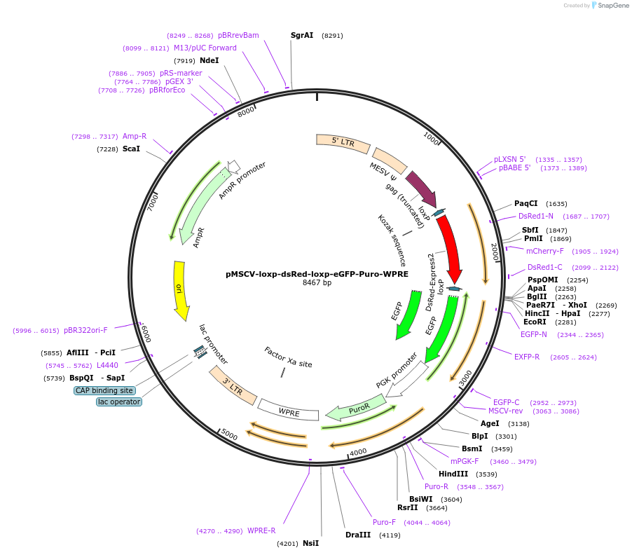 32702-plasmid-map-sequence-id-242025