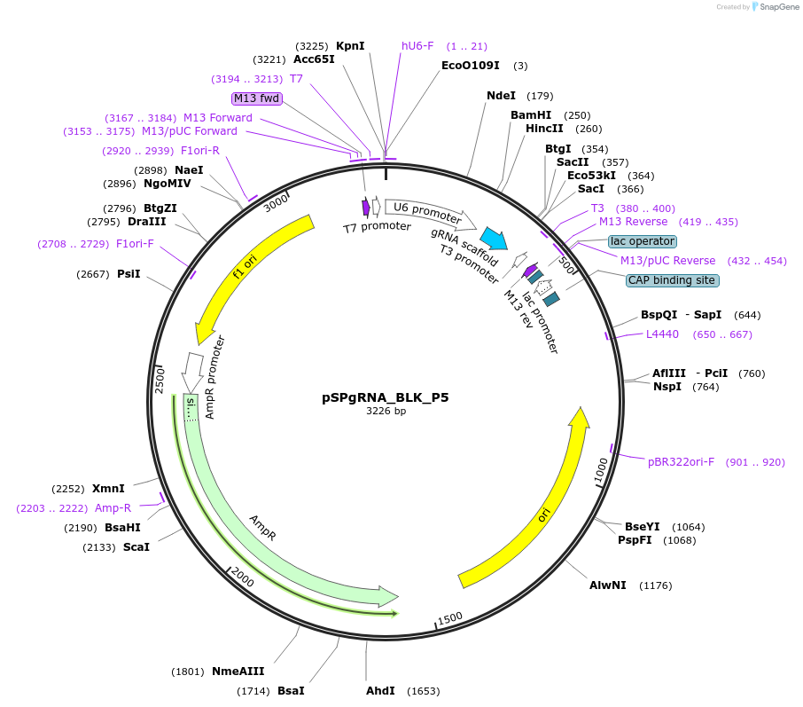 124459-plasmid-map-sequence-id-242030