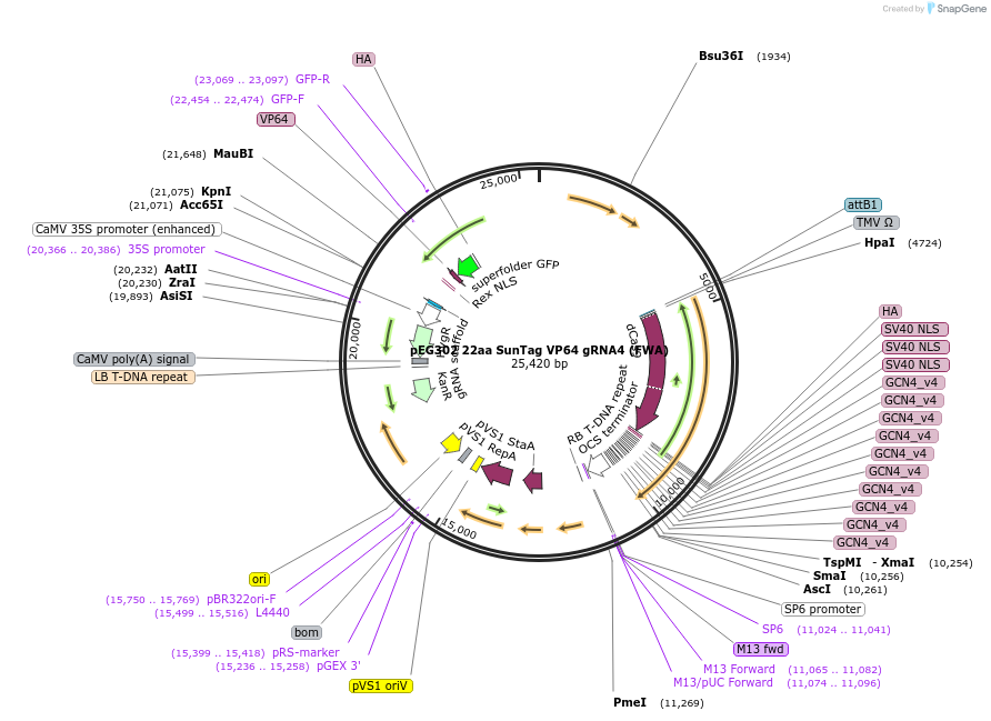 120249-plasmid-map-sequence-id-242035